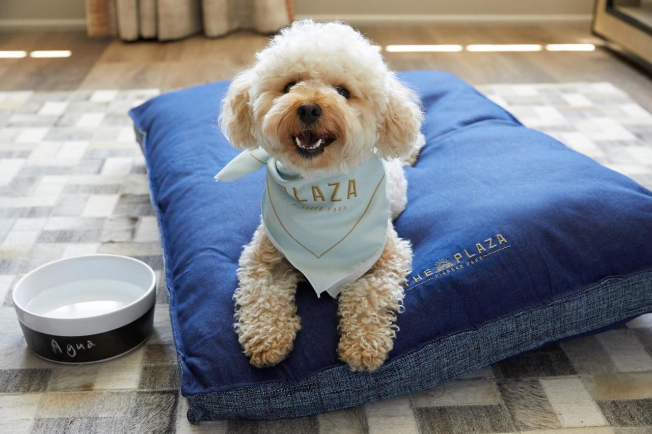 The Plaza Hotel Pioneer Park El Paso Ngoại thất bức ảnh A dog on a dog bed